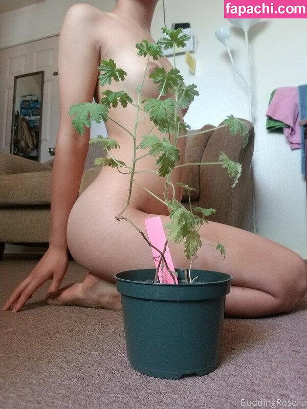buddingroselia / julirose9 leaked nude photo #0041 from OnlyFans/Patreon